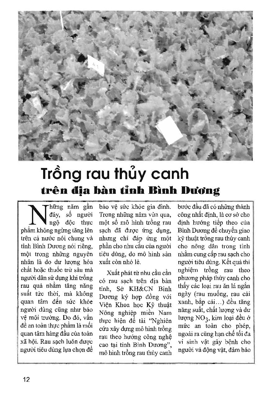 Trồng rau thủy canh trên địa bàn tỉnh Bình Dương